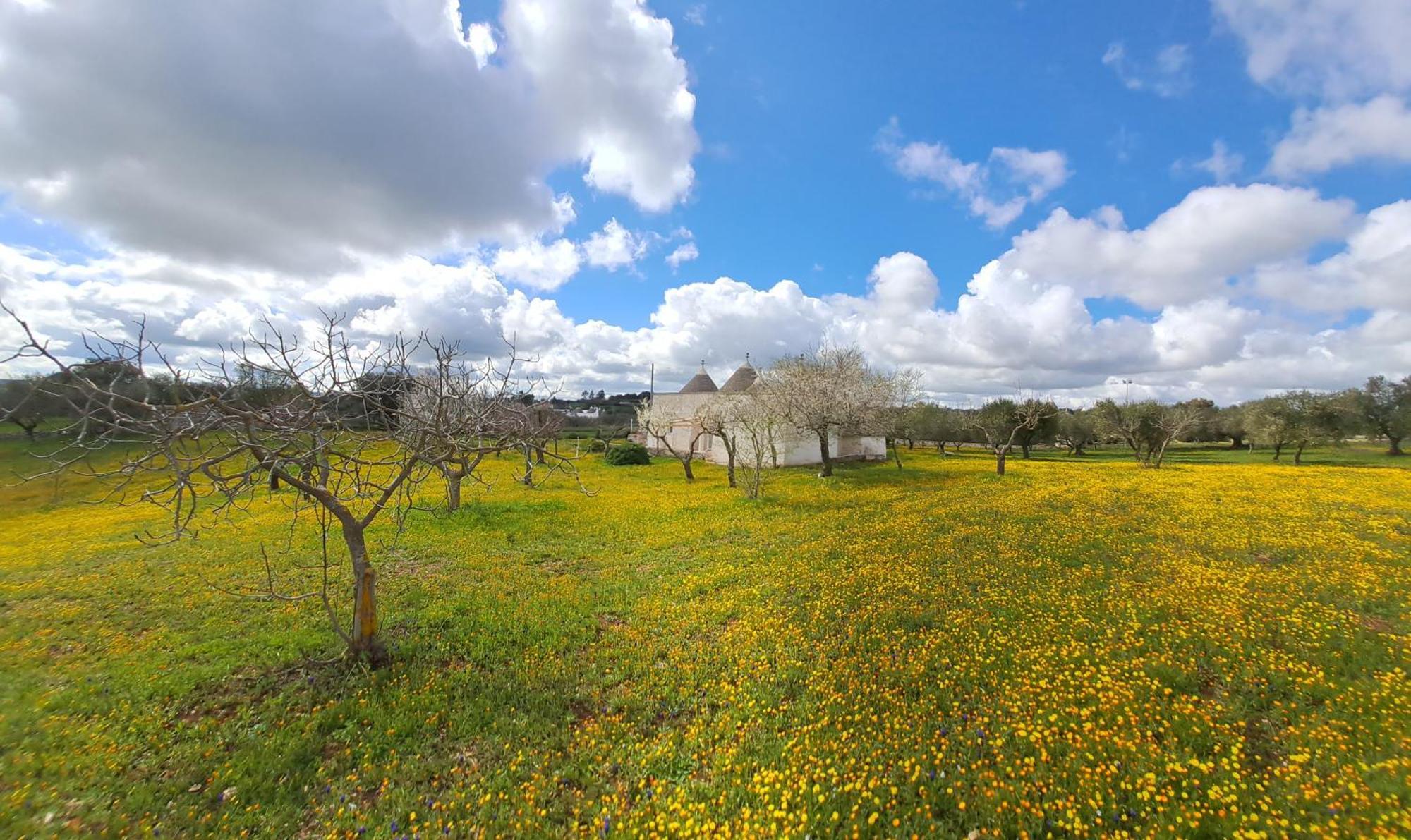 Trulli Carlo Anna Villa Locorotondo Dış mekan fotoğraf